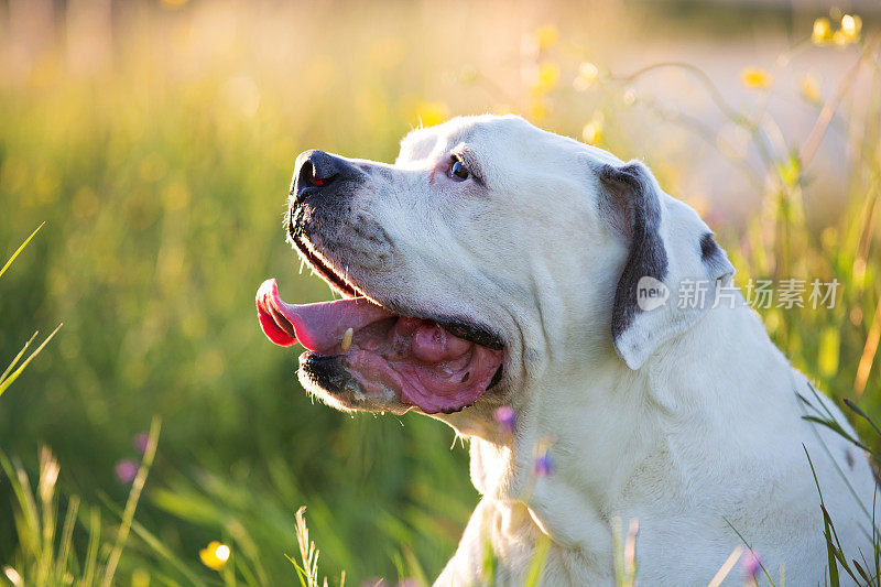 春季草原上的高级牛头犬