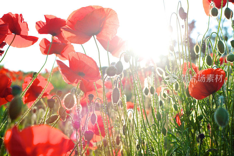 在明亮的阳光下，红色的花朵在田野上