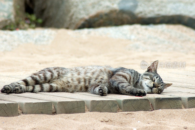 睡觉的猫