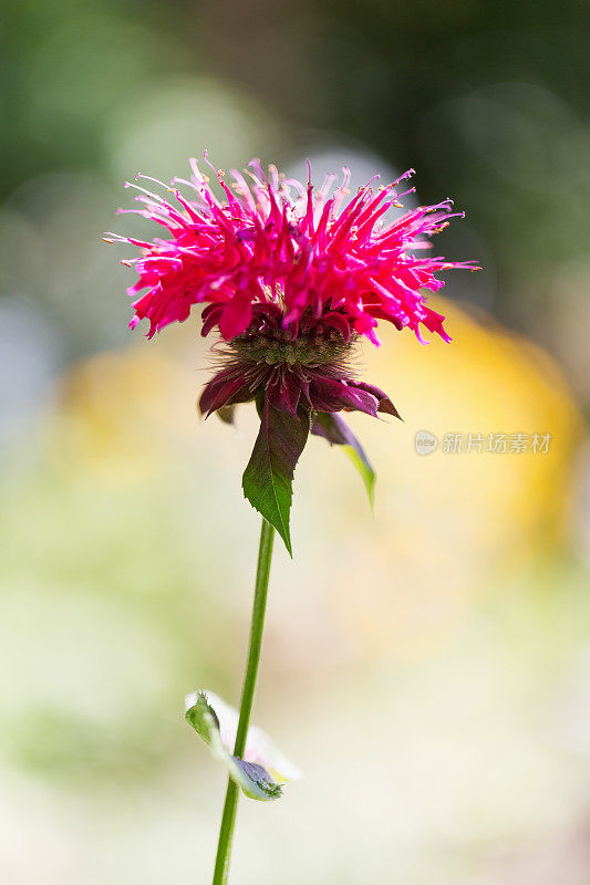 香蜂花