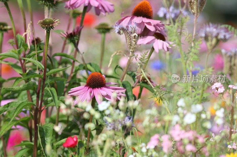 盛开的紫色松果花紫锥菊