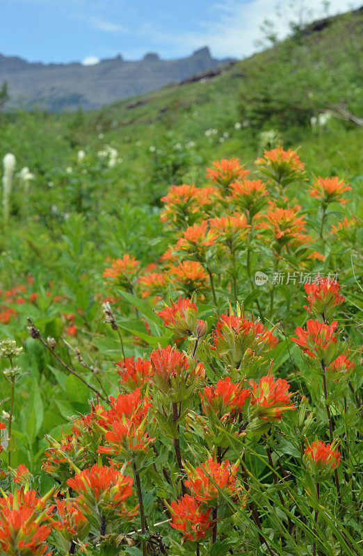 山上的野花