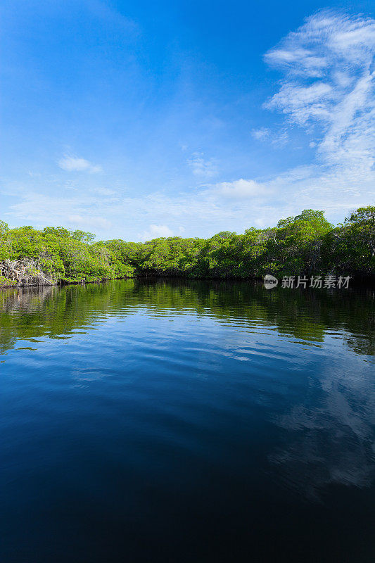 热带海岸泻湖上的红树林