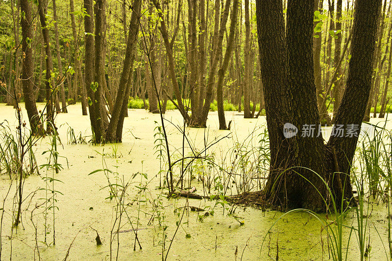 长满树木的绿色沼泽