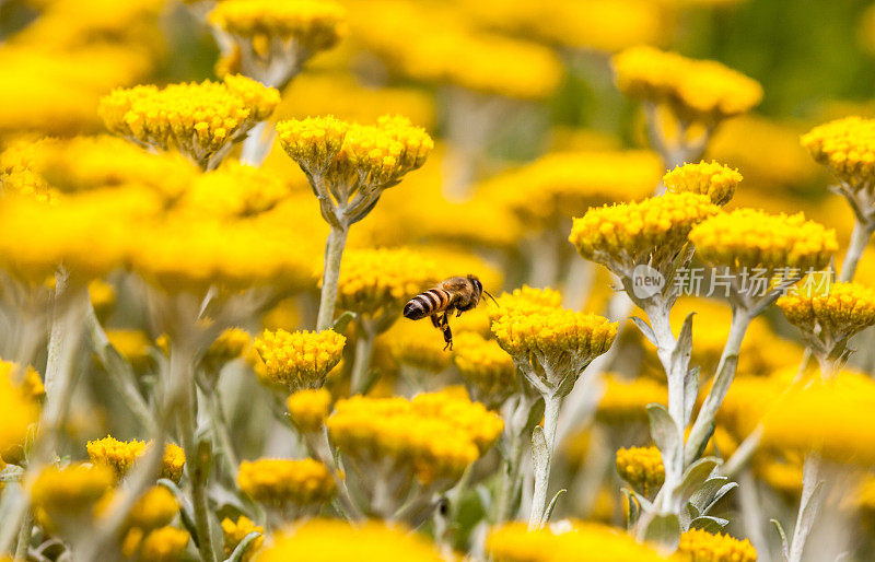 蜜蜂在黄花上盘旋