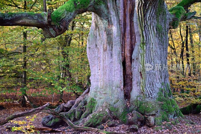 德国卡塞尔北部的一棵老橡树