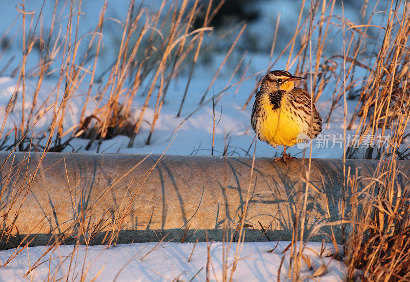 雪地里的Meadowlark