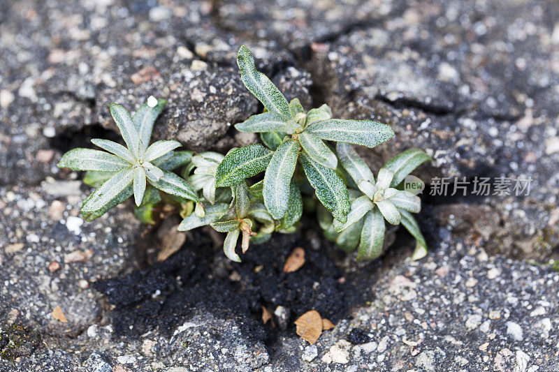 微小的绿色植物在沥青中生长。