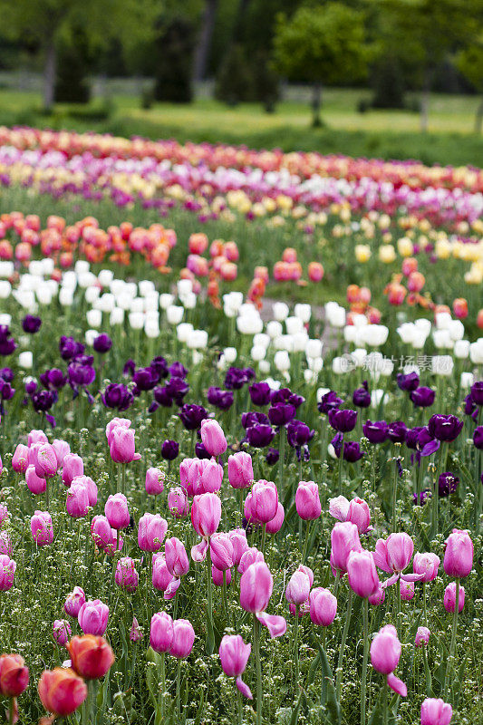 郁金香花园