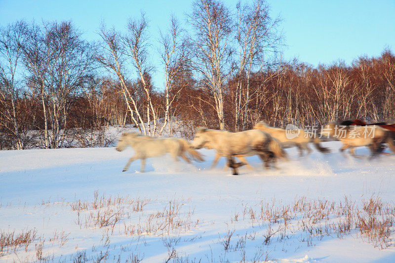 一群马在雪地里奔跑