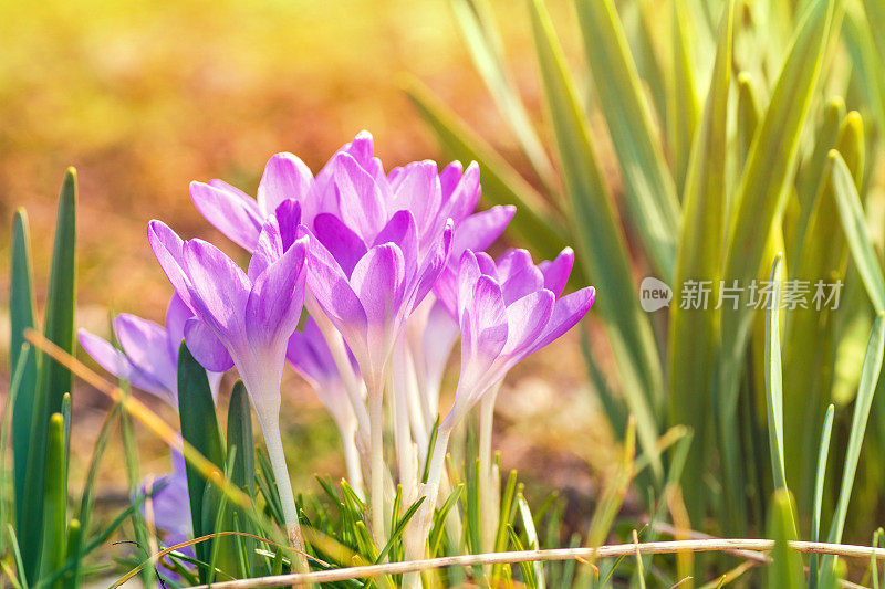 春季用紫色的藏红花花坛捧花