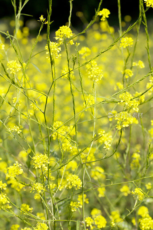 黑芥末(黑芸苔)