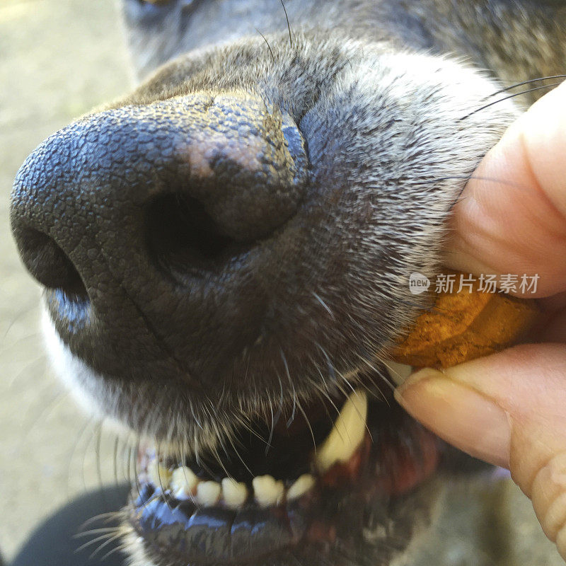 人的手给狗咬的食物