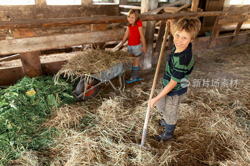 孩子们为奶牛准备干草和草