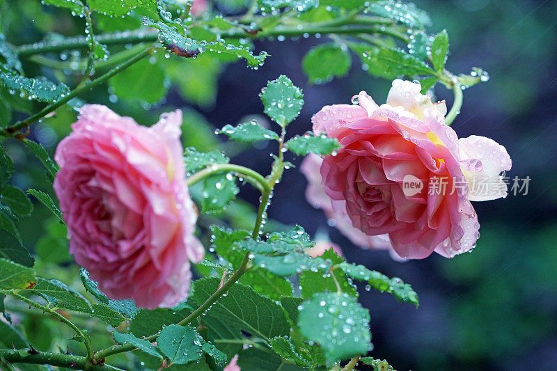 带雨点的英国玫瑰