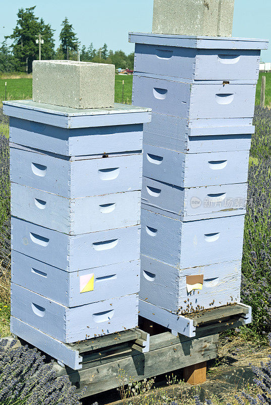 蜜蜂在淡紫色的田野里围着蜂箱成群结队