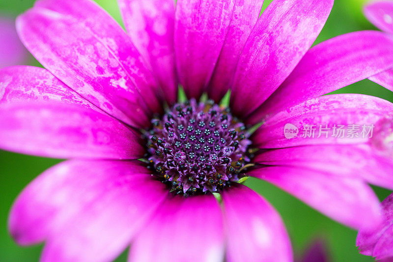 特写的紫色雏菊背景