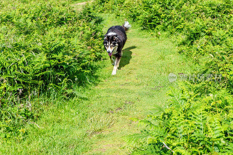 边境牧羊犬在林间小路上奔跑