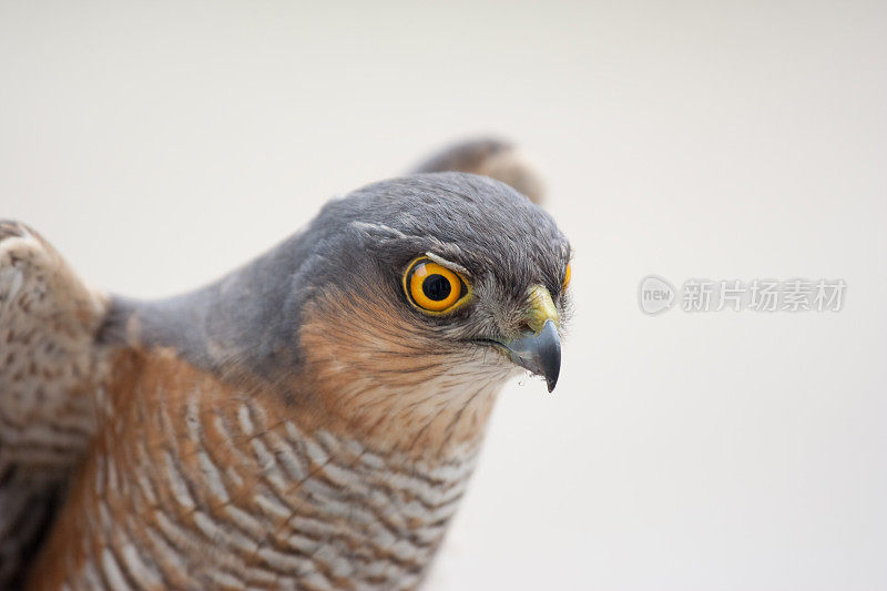 的画像Sparrowhawk