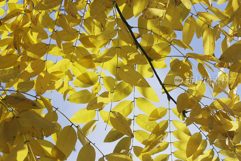 黄色的树叶映衬着秋天浅蓝的天空