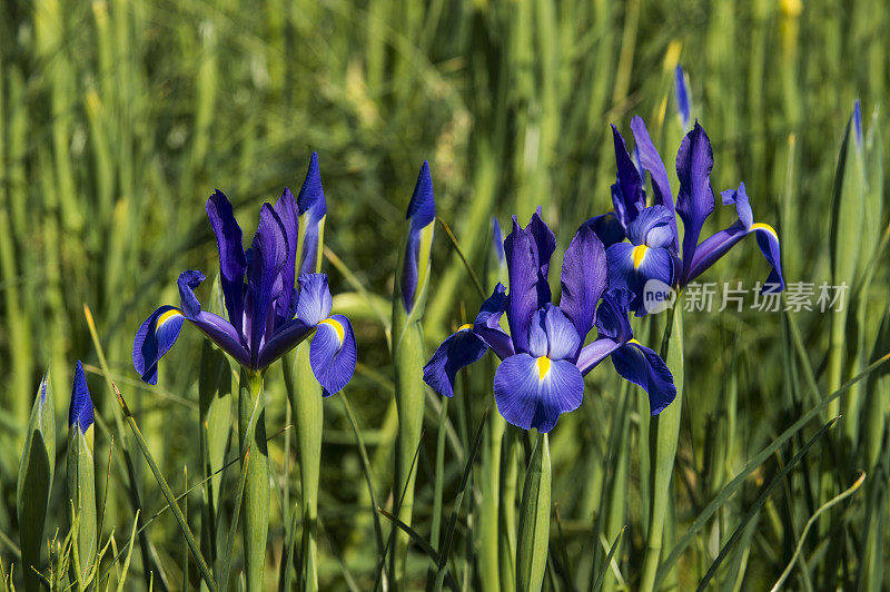 在苗圃地里开花的蓝色有机鸢尾特写