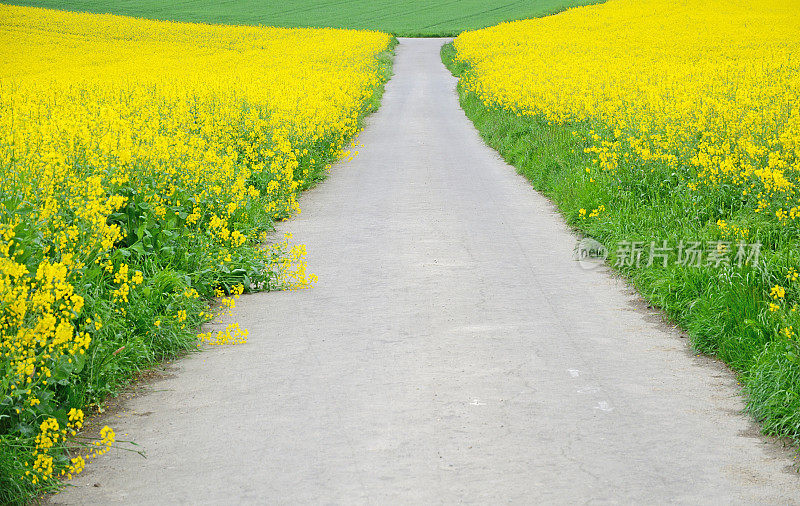 穿过油菜地的农场道路