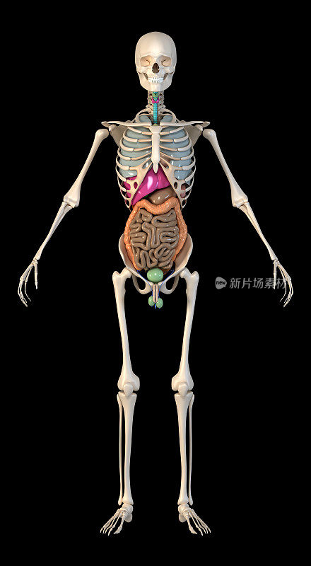 人体由骨骼和内脏组成