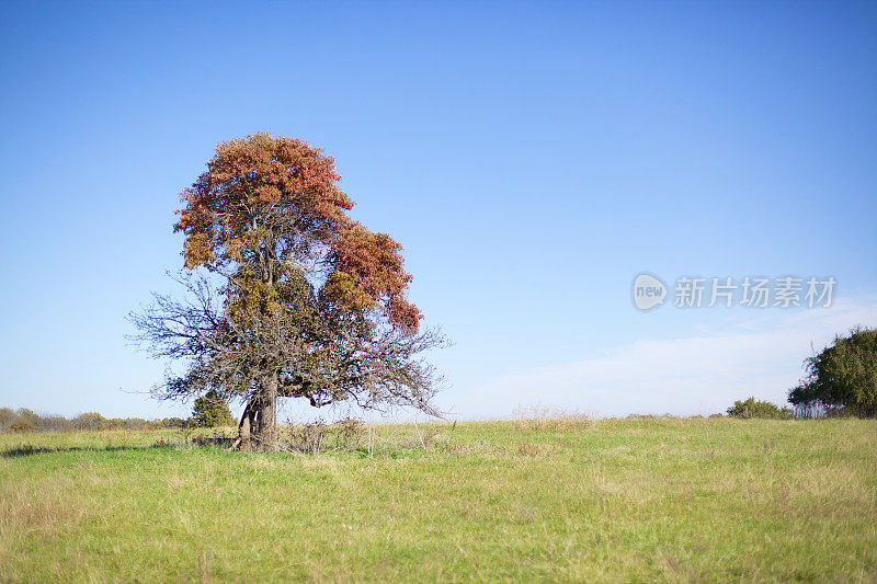 秋日孤树牧场景观