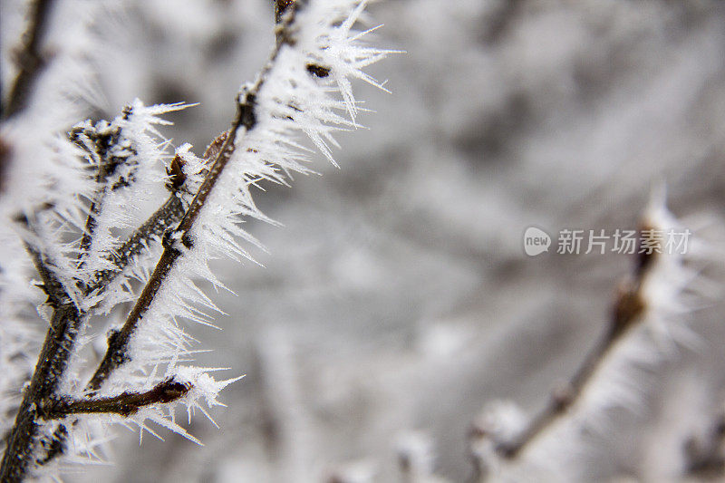 丁香花上的白霜