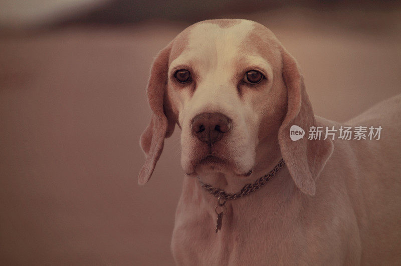 小猎犬号看起来很严肃