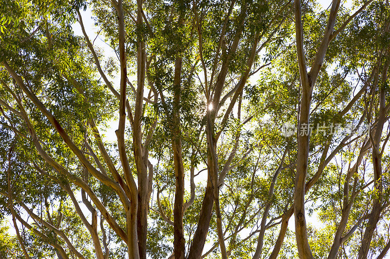 桉树在阳光下，澳洲，美丽的自然背景，复制空间