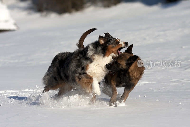 雪地上的澳大利亚牧羊犬和马利诺犬