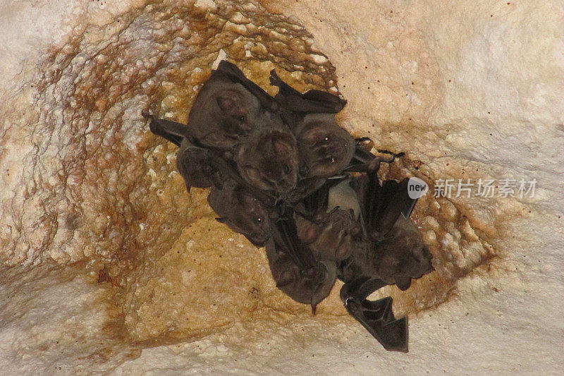 洞穴蝙蝠倒挂着