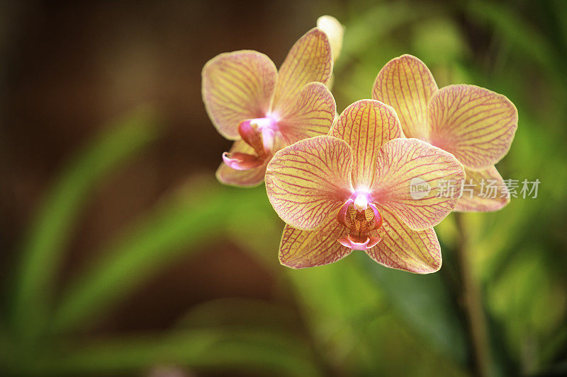 色彩斑斓的兰花的花