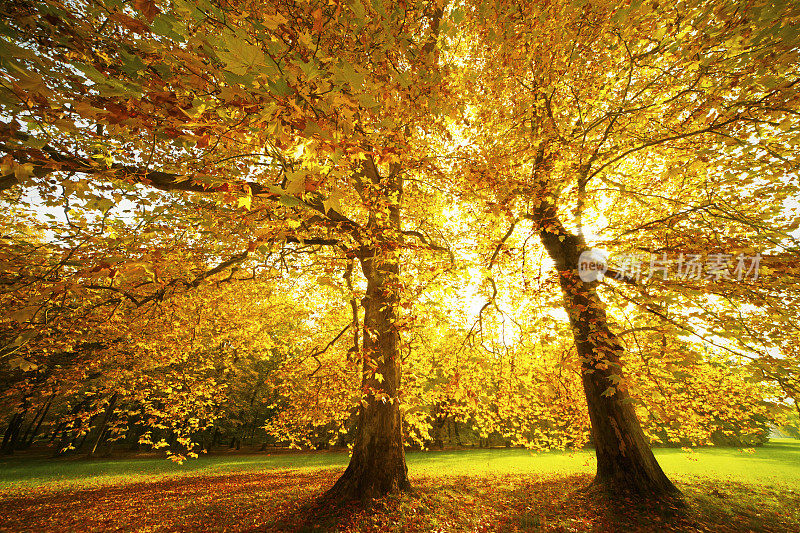 两个秋天的树