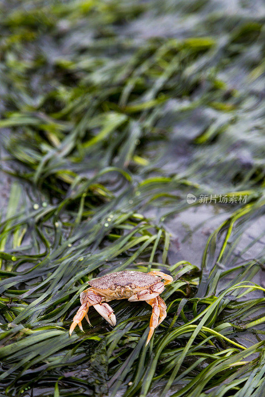 红岩蟹在鳗鱼草覆盖的海滩上