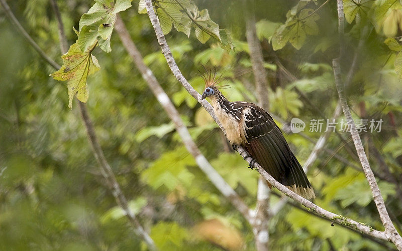 秘鲁亚马逊雨林中的霍茨金鸟