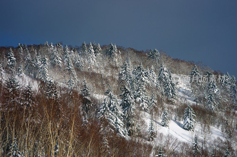 坡山树