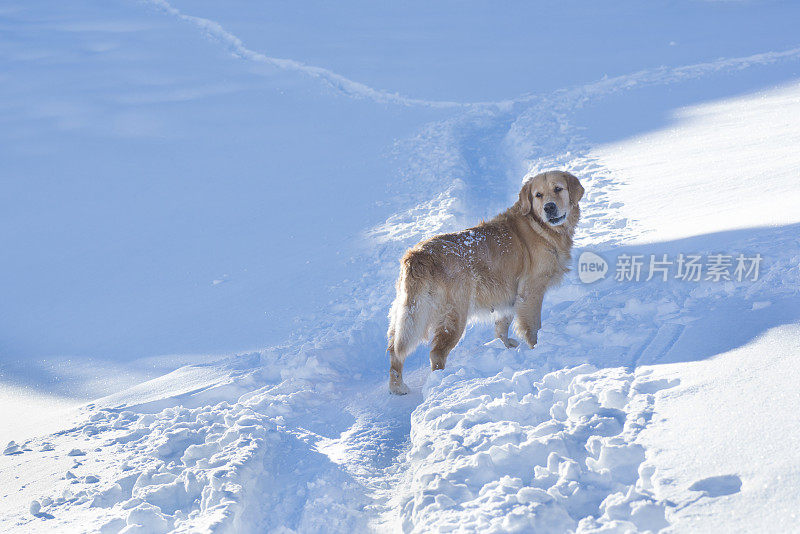 金毛猎犬在雪地上行走