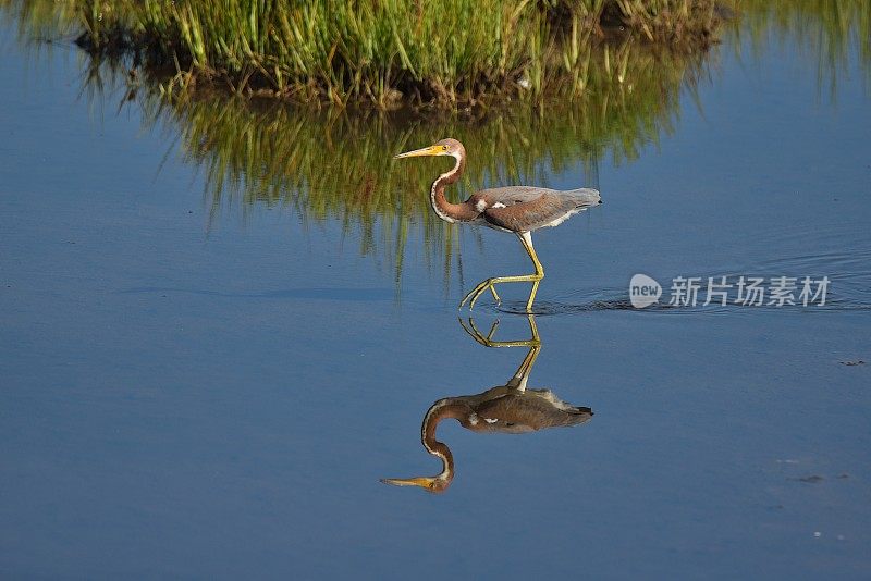 三色的苍鹭反射