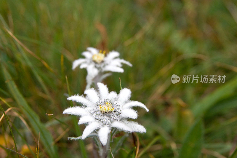 雪绒花