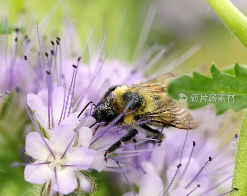 蜜蜂采集花蜜