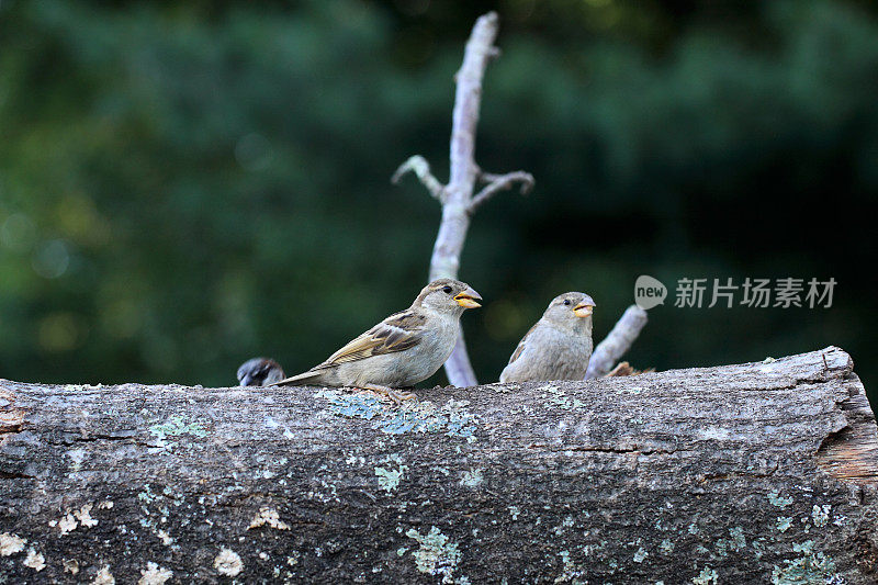 两个麻雀