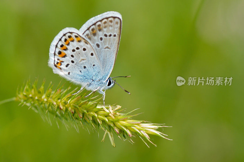 蝴蝶户外