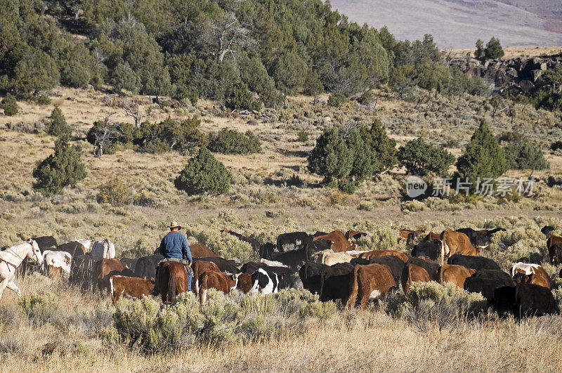 新墨西哥州的牛仔正在赶牛