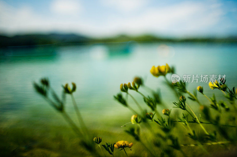 班约莱斯湖和鲜花