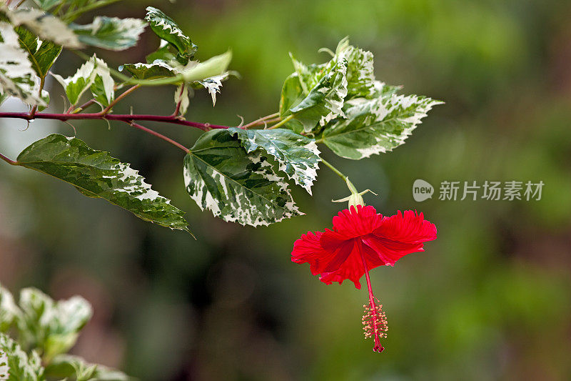 芙蓉树在开花