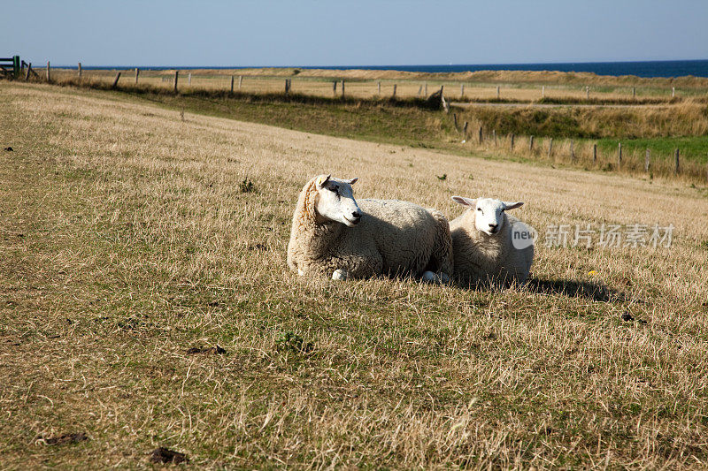 波罗的海堤坝上的羊群