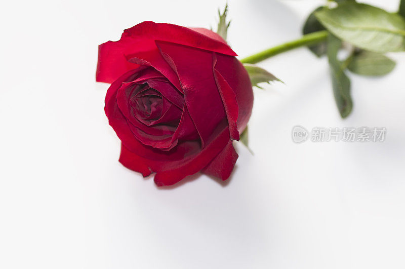 孤立在白色上的红玫瑰
