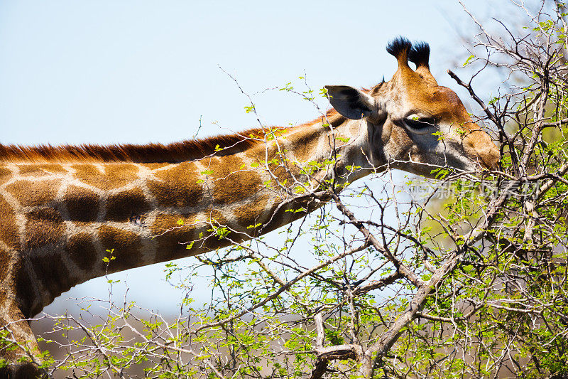 长颈鹿在俯身吃东西时露出了长长的脖子